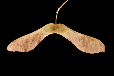 Akènes de l'Erable plane (Acer platanoïdes)